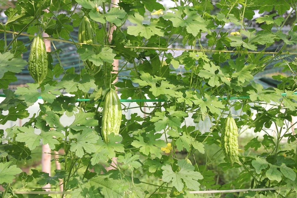 phiên chợ rau sạch 1